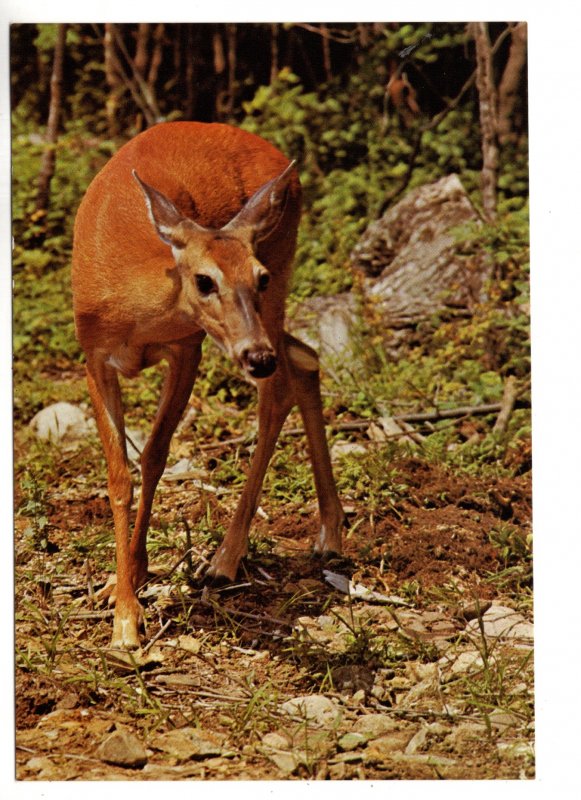 Postal Stationery Canada, Deer in Algonquin Park, Ontario