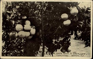 Ormond Florida FL Grape Fruit St Lucia Plantation 1900s-20s Vintage Postcard