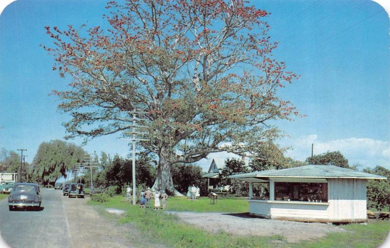 CLEARWATER, FL Florida   KAPOK TREE & Roadside Stand  40's CARS  Chrome Postcard