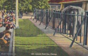 Illinois Chicago Elephant At Lincoln Park Zoo 1948 Curteich
