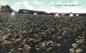 Tobacco Field Farming Marion Alabama 1910c postcard