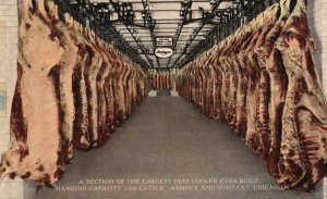 Vintage Postcard 1910's Section Largest Beef Cooler Hanging Cattle Chicago ILL