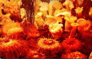 Fish Striped Perch Swimming Among Sea Anemones