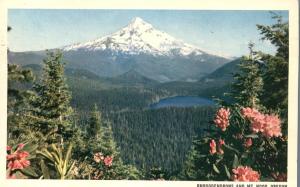 Rhododendrons Flowers and Mt Hood, Oregon - pm 1963