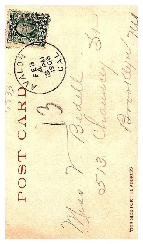 Giant Sea Kelp , with man on beach