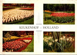 Netherlands Lisse Keukenhof Tulips Beds