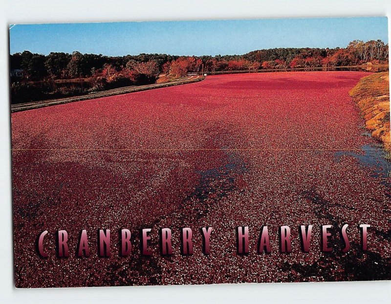 Postcard Cranberry Harvest Cape Cod Massachusetts USA
