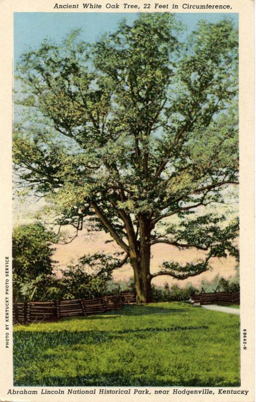 KY - Hodgenville. Ancient White Oak Tree