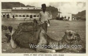 Camel at Rest After Feeding Aden Republic of Yemen Unused 