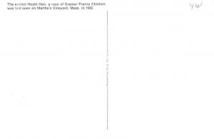 Heath Hen Martha's Vineyard, Massachusetts, USA Unused 