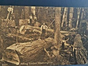 Postcard Antique View of Felling Timber in Washington,       T2