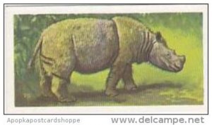 Brooke Bond Vintage Trade Card Wildlife In Danger 1963 No 11 Sumatran Rhinoceros