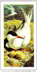 Brooke Bond Tea Trade Card Wild Birds In Britain No 47 Common Tern