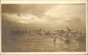 Swarm of Fish or Sharks Nantucket MA Cancel 1921 Real Photo Postcard