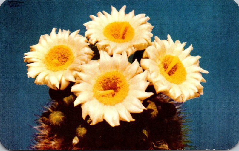 Arizona Giant Saguaro Cactus Blossoms