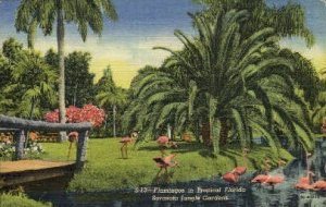 Sarasota Jungle Gardens - Florida FL  