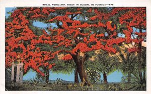 Royal Poinciana Trees in Bloom  Trees FL