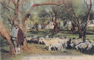 Man Smoking Behind Tree Sheep at Menton Sous Les Oliviers WW1 French Postcard