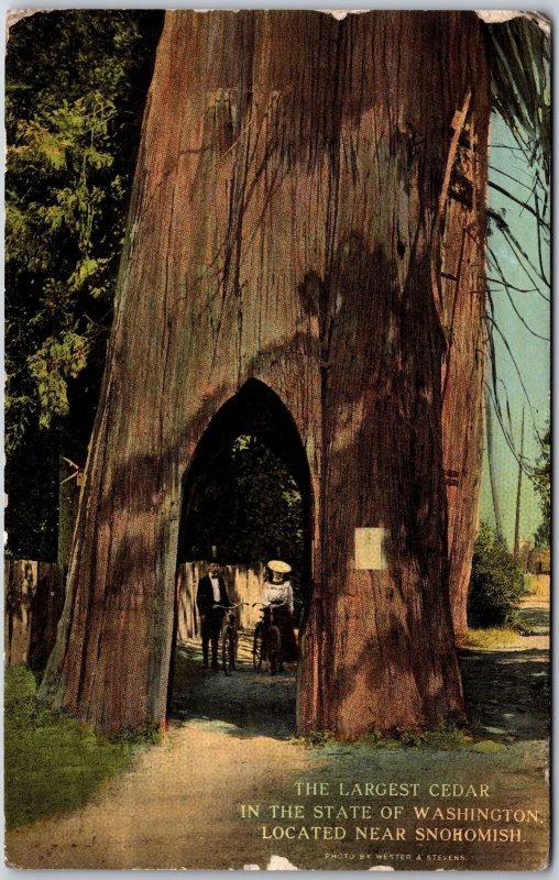 1913 Largest Cedar In The State Of Washington Located Near Snohomish Postcard