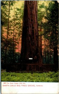 1910s Giant Redwood Tree in Santa Cruz Big Tree Grove Postcard