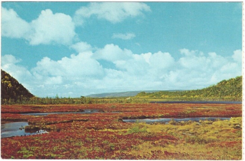 Red Pitcher Plant, Port Au Port Peninsula, Stephenville NL, Vintage Postcard
