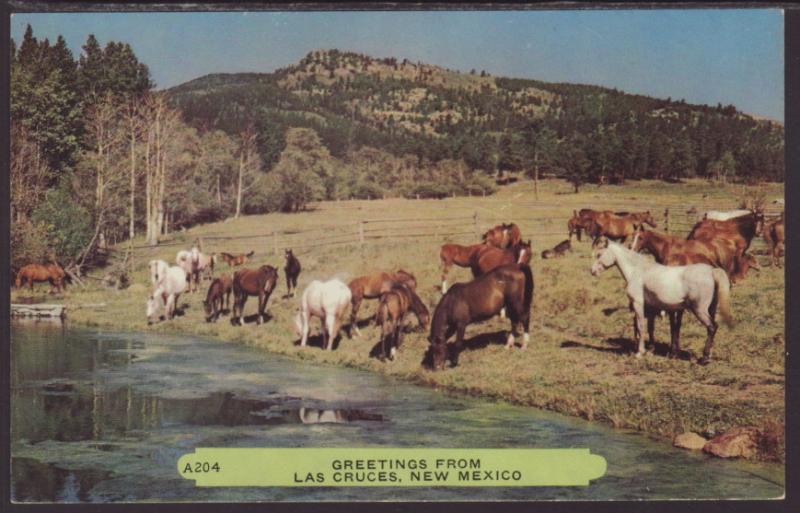 Greetings From Las Cruces,NM,Horses