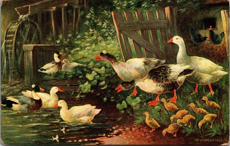 Ducks - Birds - Lake  - Chickens - Vintage Art Postcard - PC