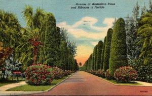 Florida Avenue Of Australian Pines and Hibiscus 1957 Curteich