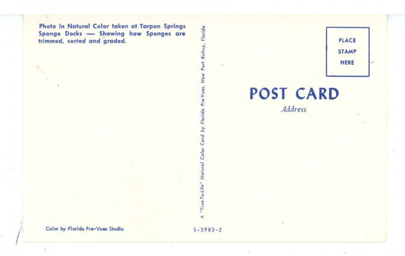 FL - Tarpon Springs. Trimming, Sorting & Grading Sponges at the Dock