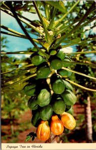 Florida Papaya Tree Bearing Fruit 1968