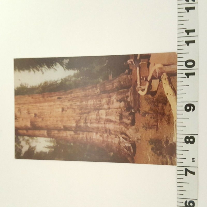 California Sequoia National Park General Sherman Tree Vintage Postcard