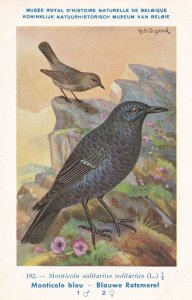 Blue Rock Thrush Monticola Solitarus Bird WW2 Rare Postcard