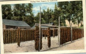 CALIFORNIA Drying Chili Peppers c1920 Postcard