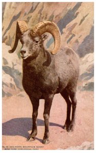 Mountain Sheep