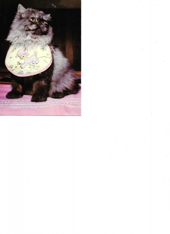 Cat wit bib  Modern Spanish photo postcard 1970s
