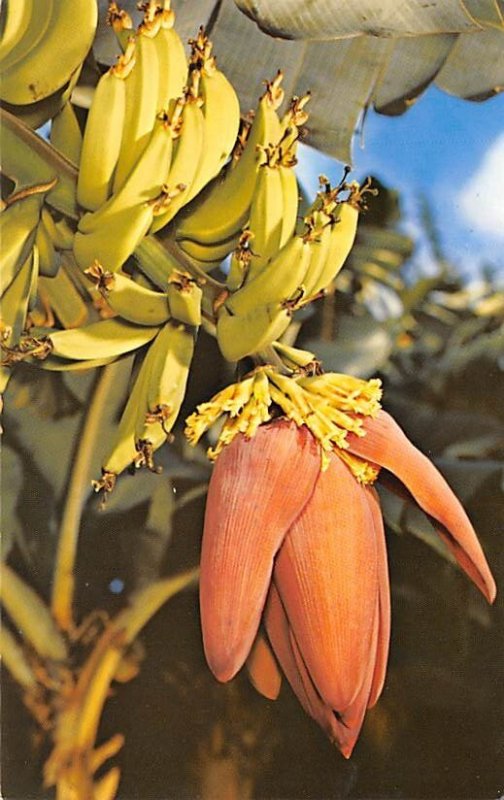 Banana Blossom Hawaii, USA Fruit Assorted Unused 