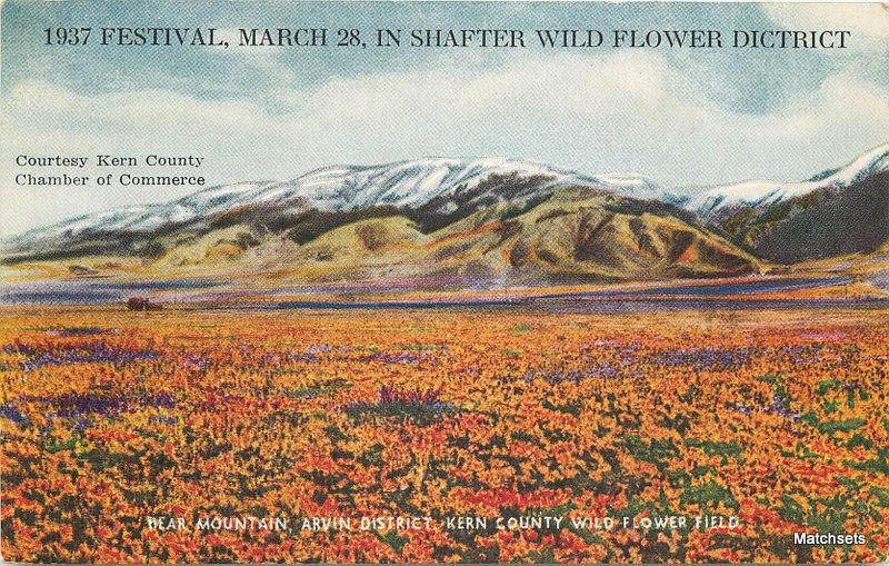 1937 SHAFTER, CALIFORNIA Wild Flower District Wild Flower Field postcard 4270