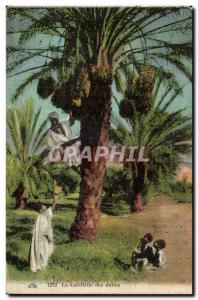Algeria Old Postcard Scenes and Types Ceuillette dates