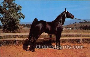 Champion Walking Horse Photo by Joyce L Haynes Unused 