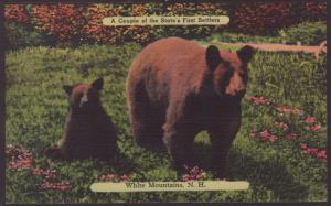 Brown Bears,White Mountains,NH Postcard