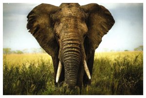 Elephant Exotic Animal Wild Life Nature Chrome Postcard WOB Posted Cancel 