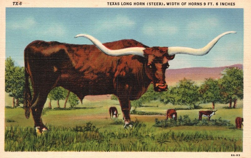 Vintage Postcard Texas Longhorn Steer Old Time Texas Cattle Range and Plains TX