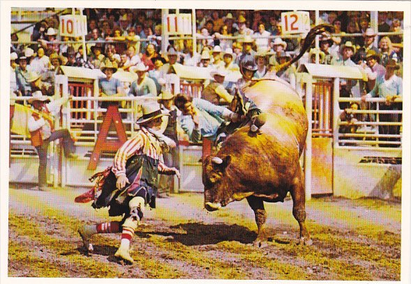 Brahma Bull Riding Calgary Exhibition and Stampede Canada Greatest Outdoor Sh...