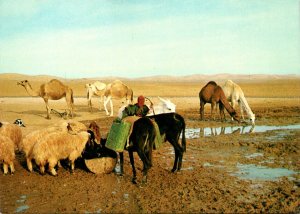 Israel Judean Desert Scene Near The Well In The Desert Camels