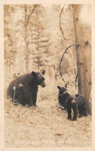 RPPC BLACK BEAR & CUBS CANADA REAL PHOTO POSTCARD (c. 1920s)