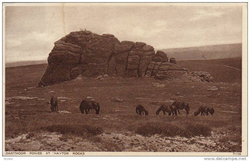 Dartmoor Ponies at Haytor Rocks, Devon, England, United Kingdom, 10-20s