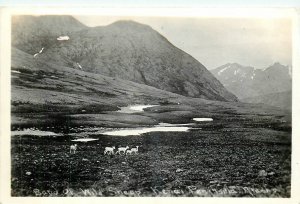 1920s Kenai Peninsula  Alaska Band of Wild Sheep animals RPPC Postcard 25-11570