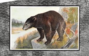 Black Bears Bear Unused 