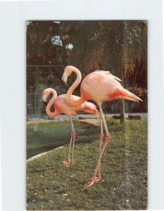 Postcard Beautiful Flamingos at Parrot Jungle near Miami Florida USA