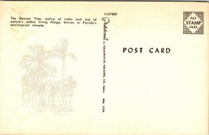 Banyan Tree Florida FL Postcard VTG UNP Plastichrome Vintage Unused 